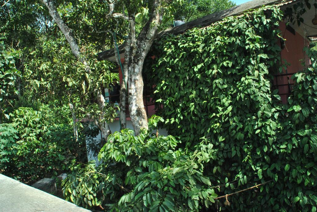 Jungleparadiso Homestay Thekkady Esterno foto