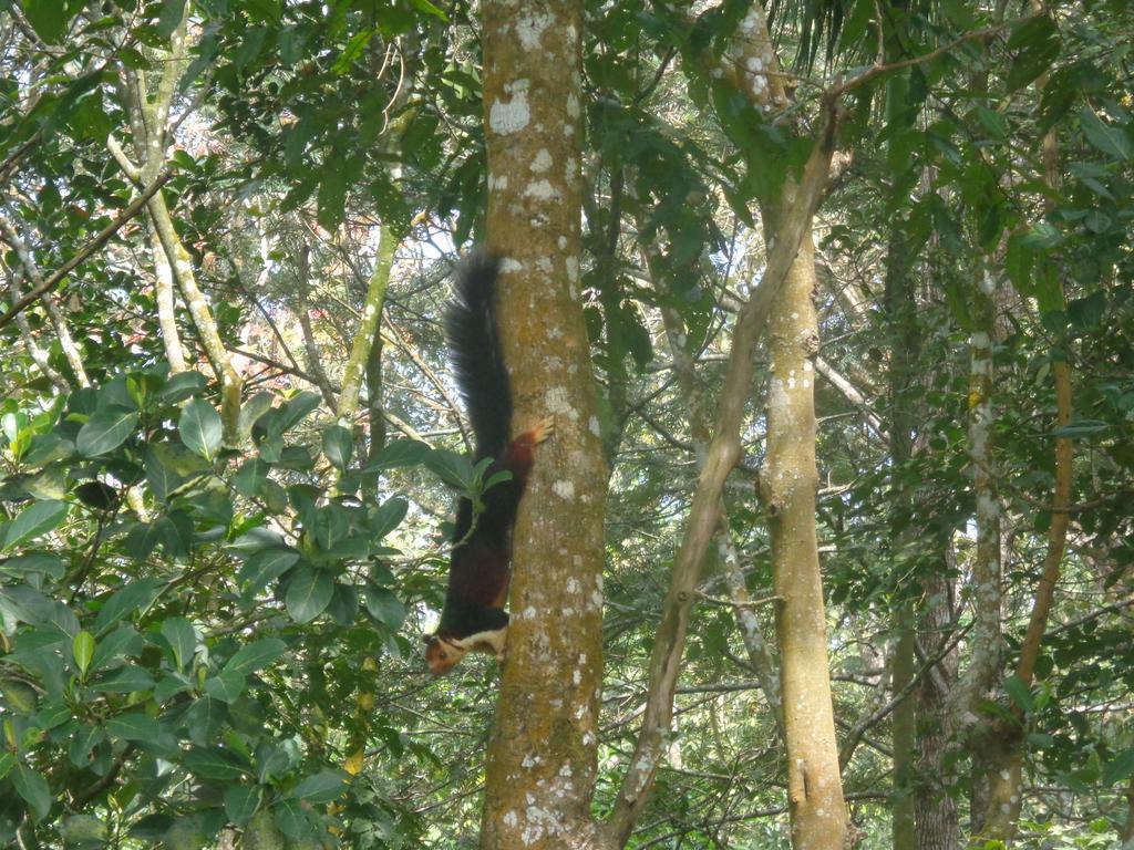 Jungleparadiso Homestay Thekkady Esterno foto